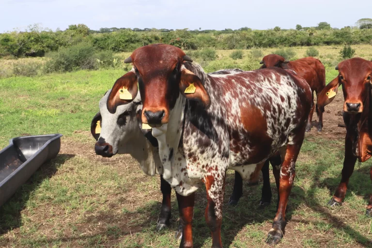 _MG_2494 - Editado - Editado